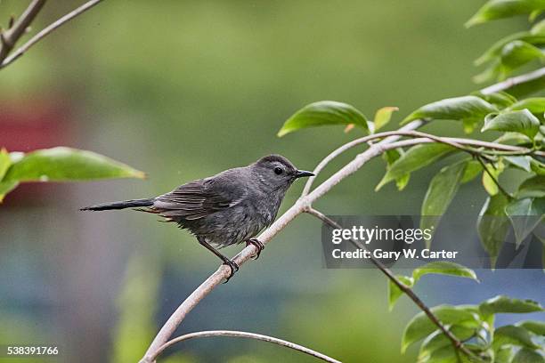 gray catbird - gray catbird stock pictures, royalty-free photos & images