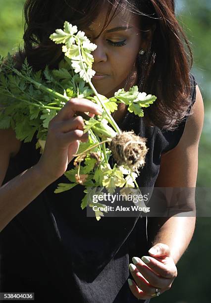 First lady Michelle Obama participates in a White House Kitchen Garden harvest June 6, 2016 at the White House in Washington, DC. The first lady...