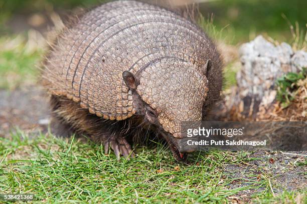 hairy armadillo (chaetophractus villosus) - armadillos stock pictures, royalty-free photos & images