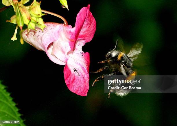 hovering european buff tailed bumblebee - giant bee stockfoto's en -beelden