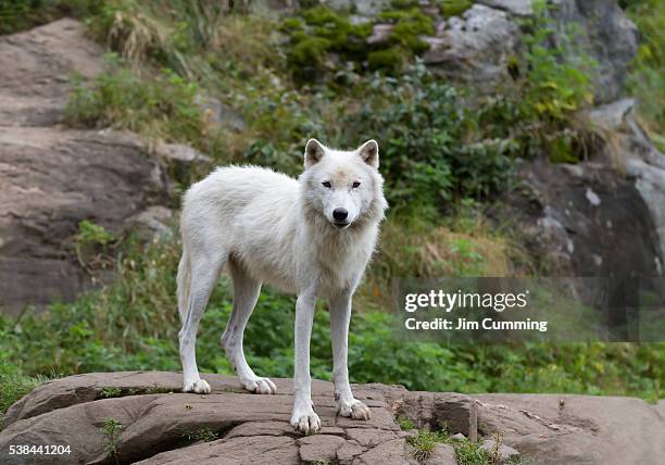 Arctic Wolves Spring Grey Wolf Spring Photos and Premium High Res Pictures - Getty Images