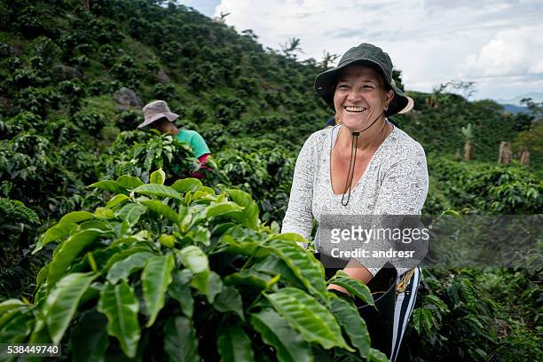 frau arbeitet auf kolumbianischer kaffeefarm - colombia stock-fotos und bilder
