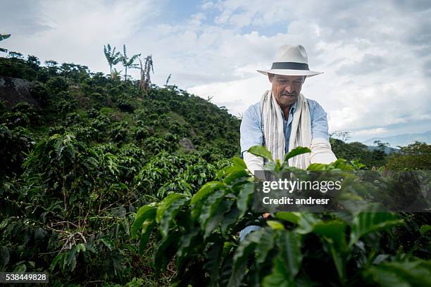 man working at a colombian coffee farm - coffee farm stock pictures, royalty-free photos & images