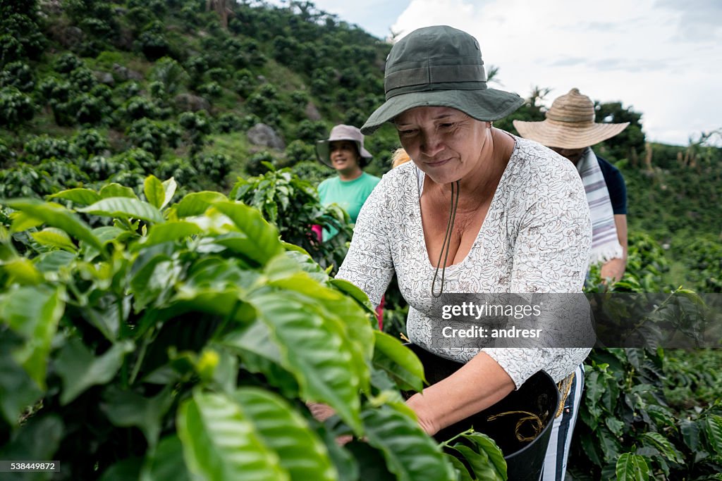Frauen sammeln Kaffeestrahlen auf einem Bauernhof