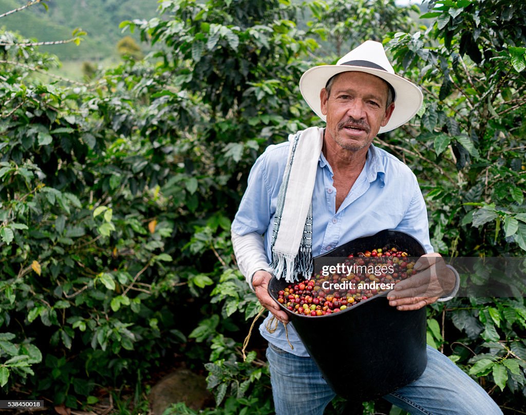 Man collecting coffee beans at a farm