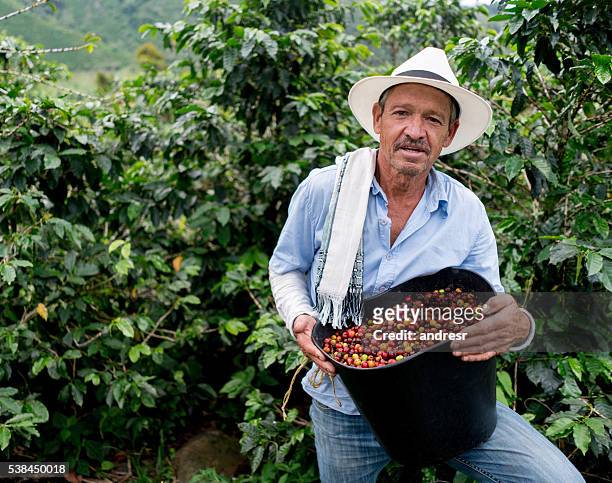 man collecting coffee beans at a farm - coffee farm stock pictures, royalty-free photos & images