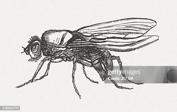 cabbage fly (delia radicum, female), wood engraving, published in 1882 - bow tie stock illustrations