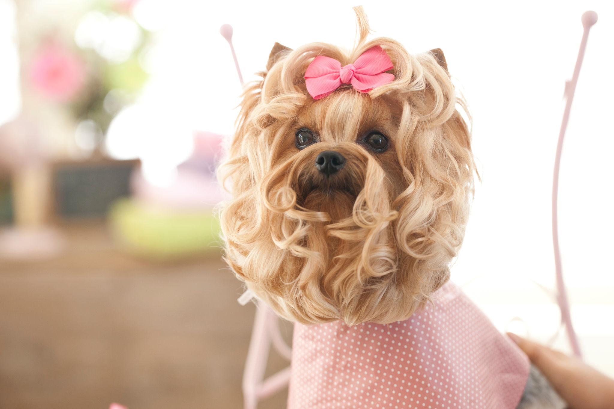 yorkie haircut
