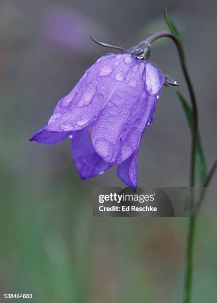 bluebell or american harebell and dew - campainha família do lírio - fotografias e filmes do acervo