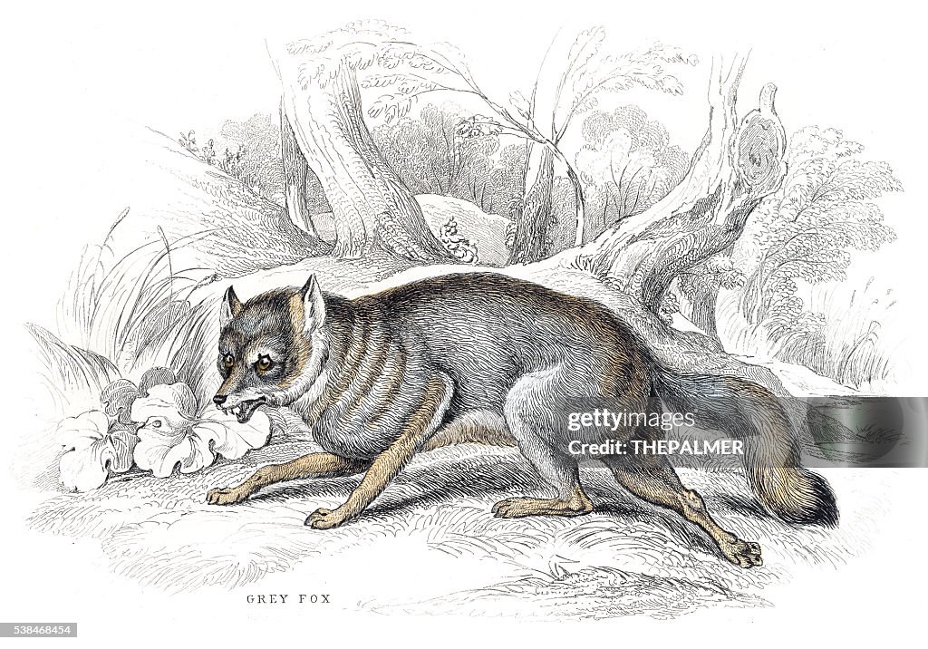 Grey fox engraving 1840