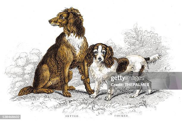 setter and cocker engraving - spaniel stock illustrations