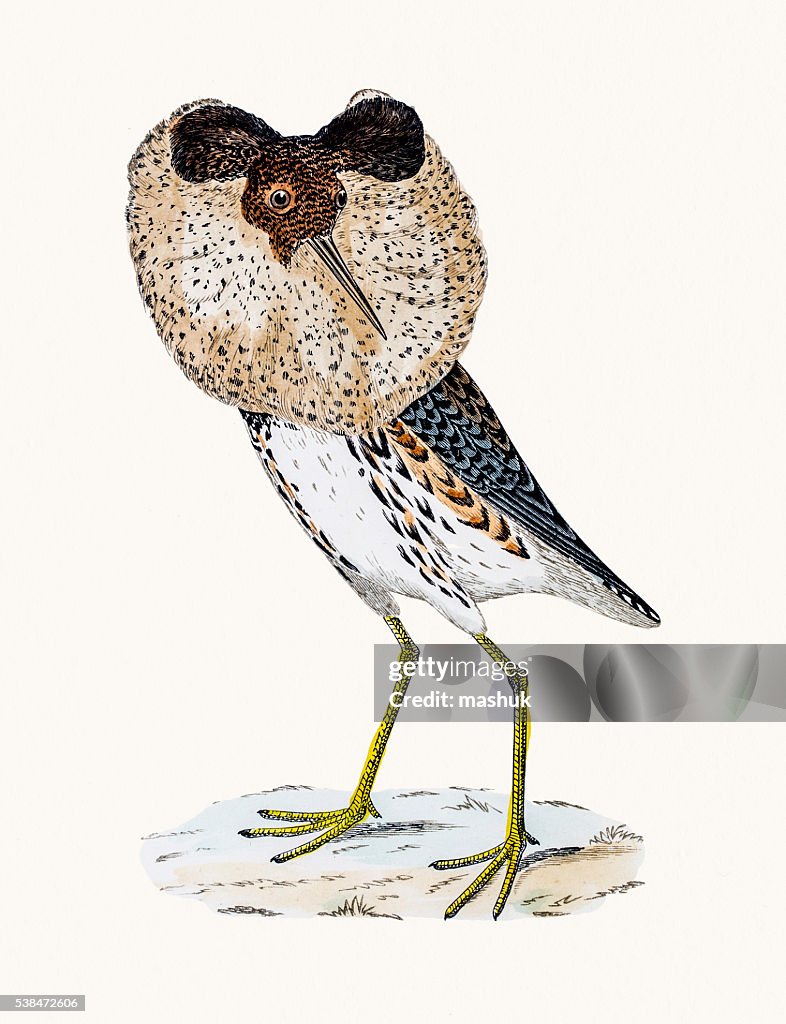 Ruff bird