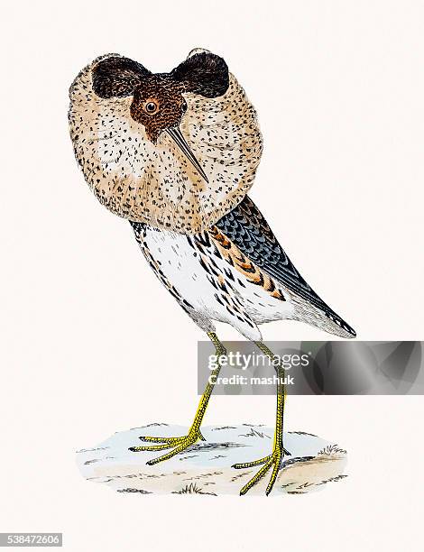 ruff bird - new orleans audubon zoo stock illustrations