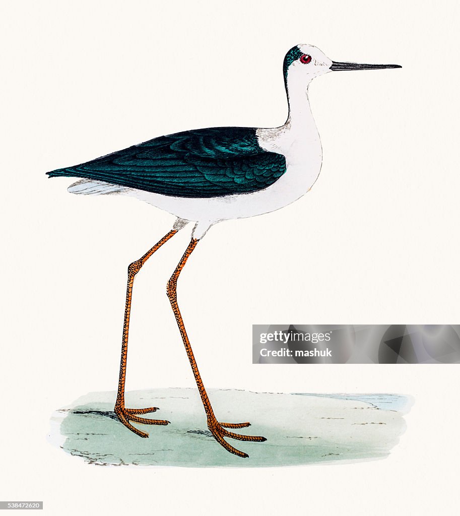 Stilt bird