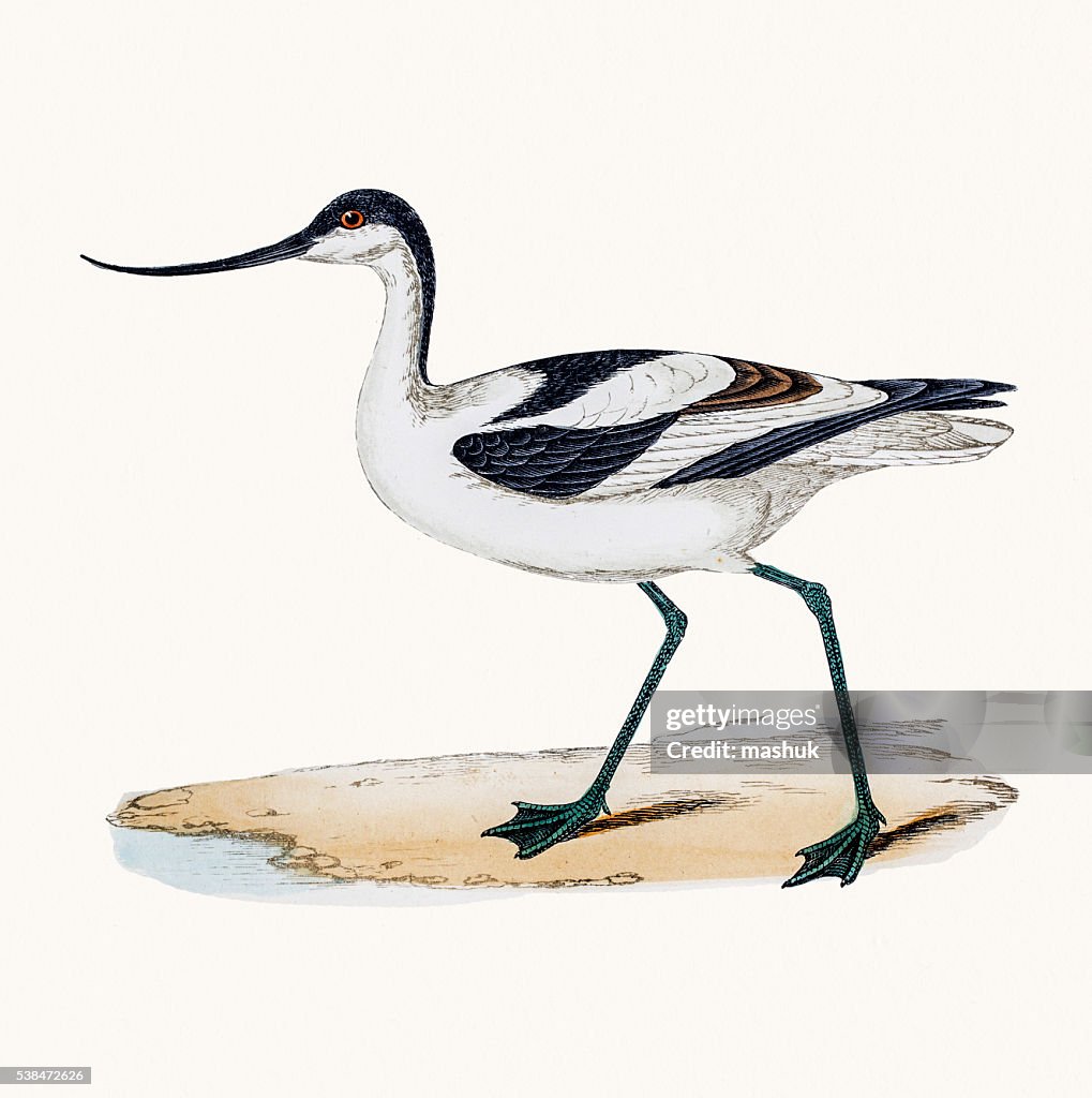 Avocet bird