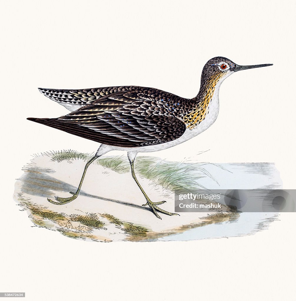Solitary sandpiper shorebird