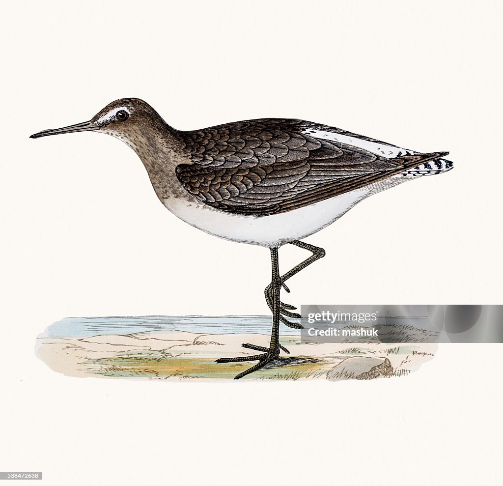 Green Sandpiper shorebird