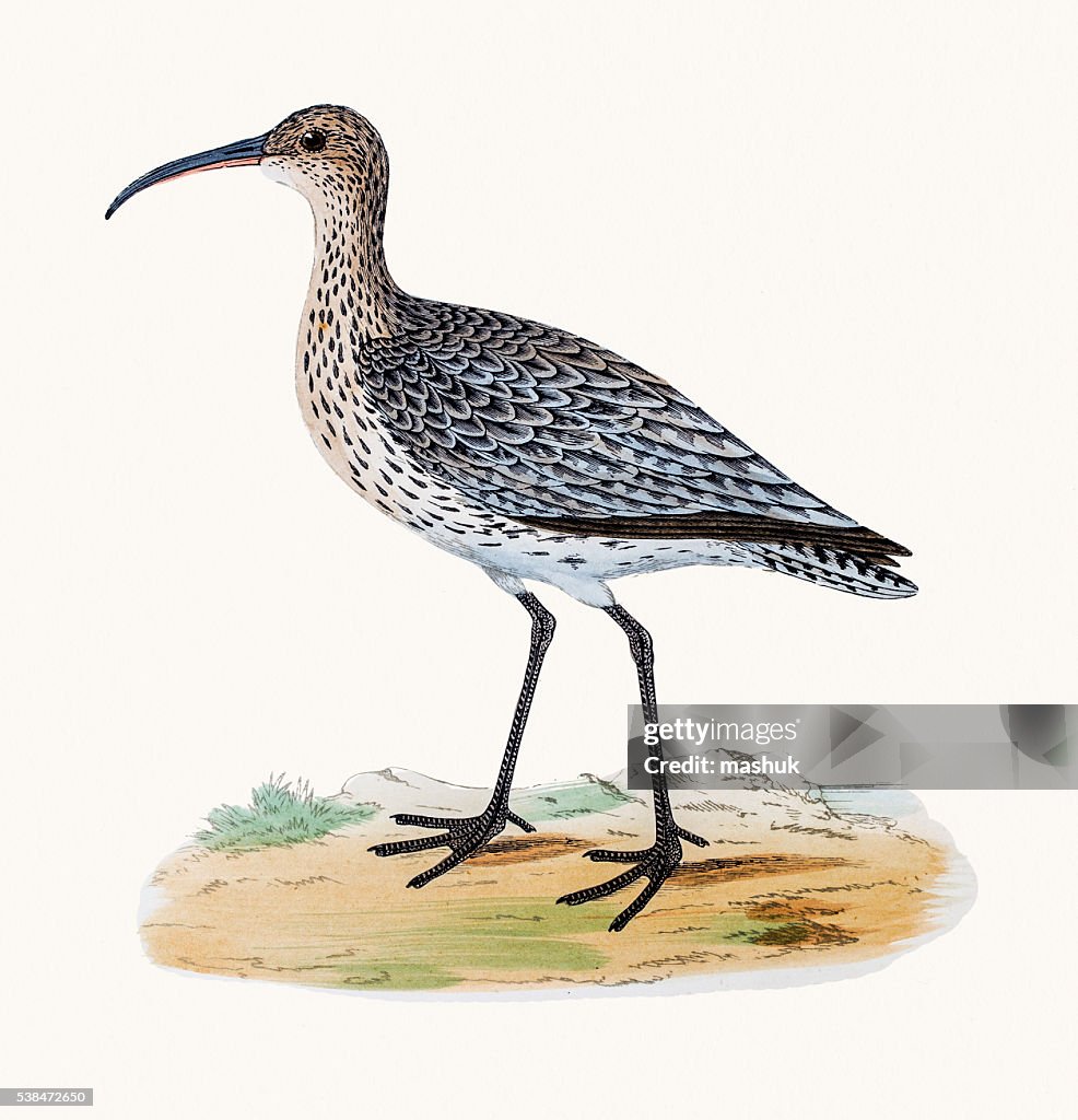 Whimbrel shorebird