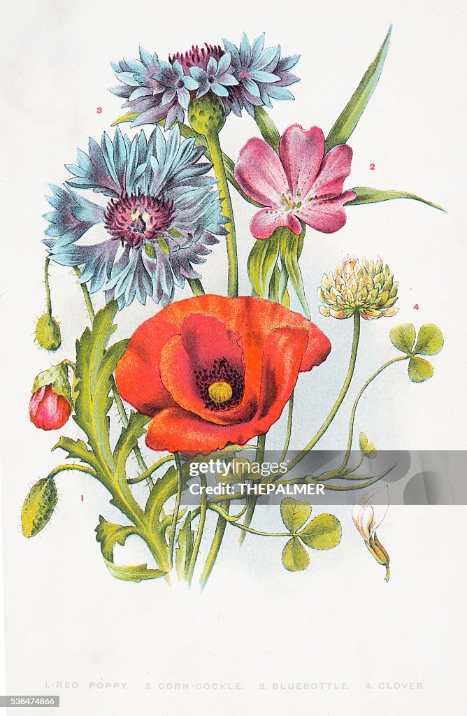 Red poppy and other wild flowers