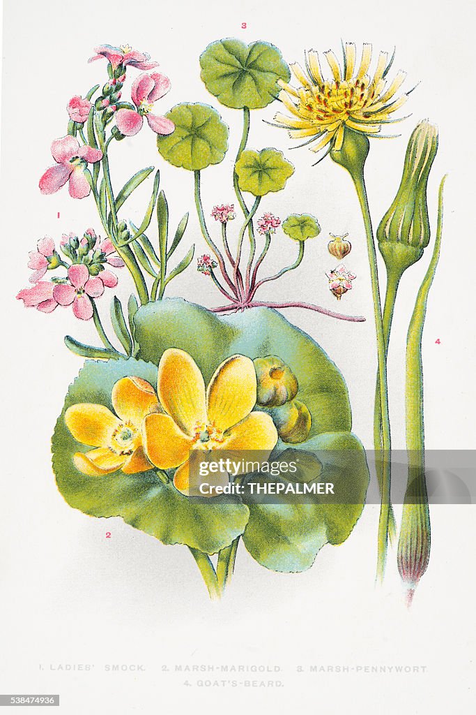 Marigold and Pennywort engraving