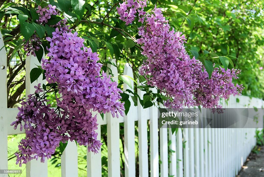 Lilacs Over the Fence