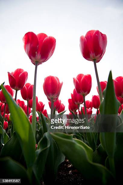 red tulips in kyoto, japan - lily flowered tulip stockfoto's en -beelden