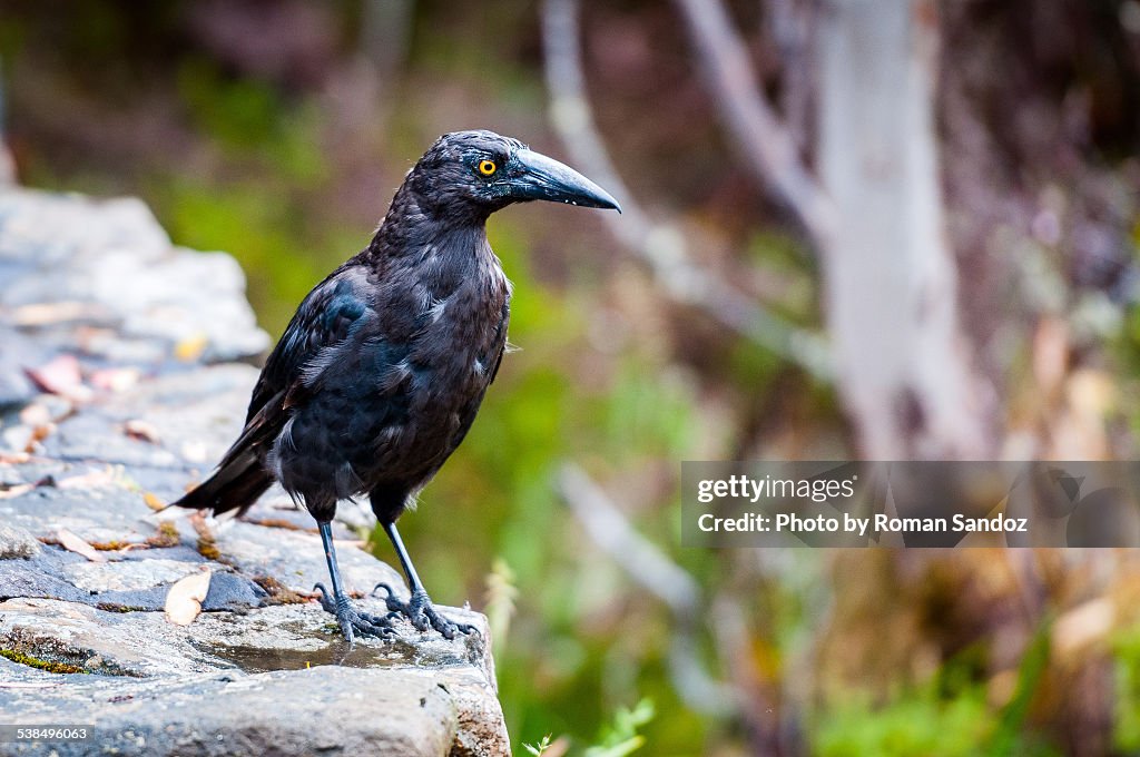 Black Currawong (Strepera fuliginosa)