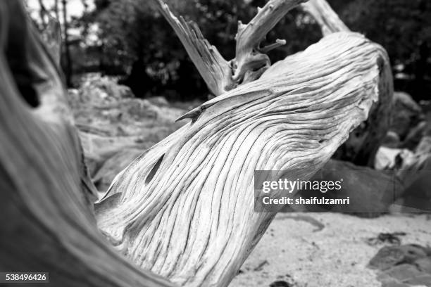 dead wood in sibu island of johor, malaysia - sibu river stock pictures, royalty-free photos & images