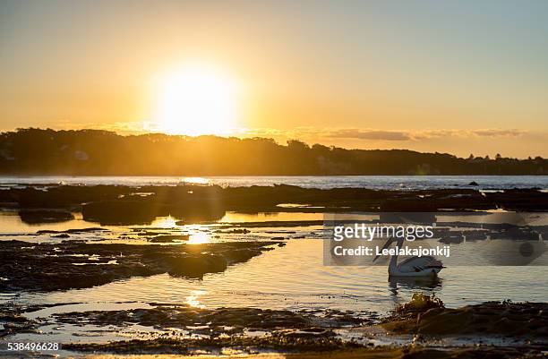 sunset at norah head - anna stock pictures, royalty-free photos & images
