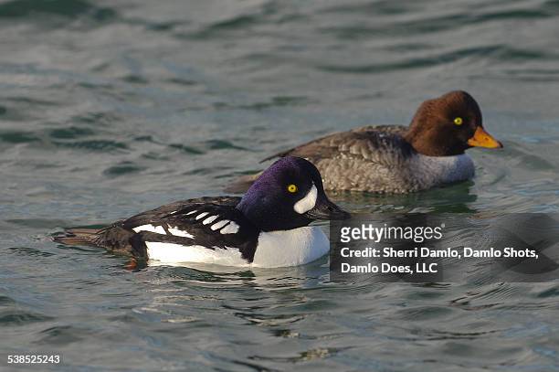 male and female barrow golden eye - damlo does stock pictures, royalty-free photos & images