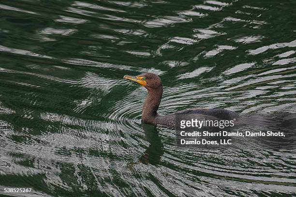 cormorant - damlo does stockfoto's en -beelden