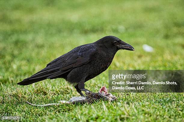 crow eating a rat - damlo does stockfoto's en -beelden