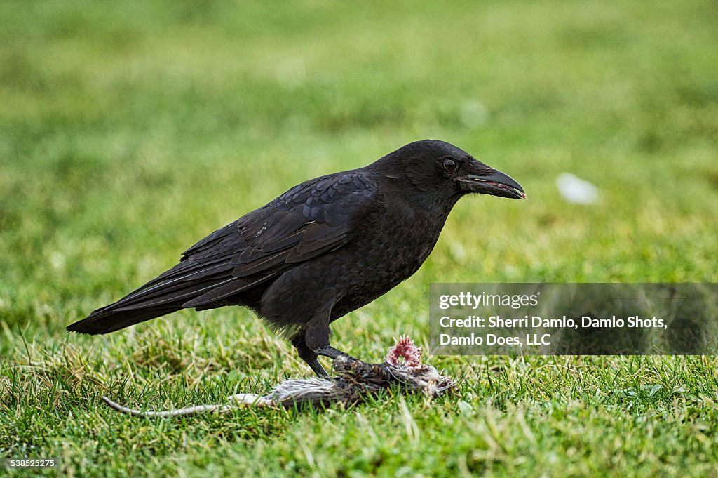 Crow eating a rat