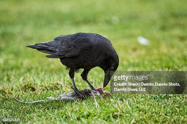 crow eating a rat - damlo does stock-fotos und bilder