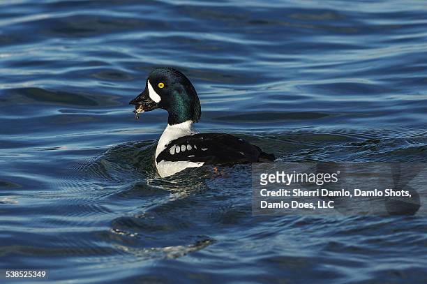 barrow goldeneye w/ crab - damlo does stock pictures, royalty-free photos & images