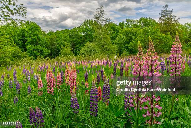 oxford, maine lupine field - lupine flower stock pictures, royalty-free photos & images
