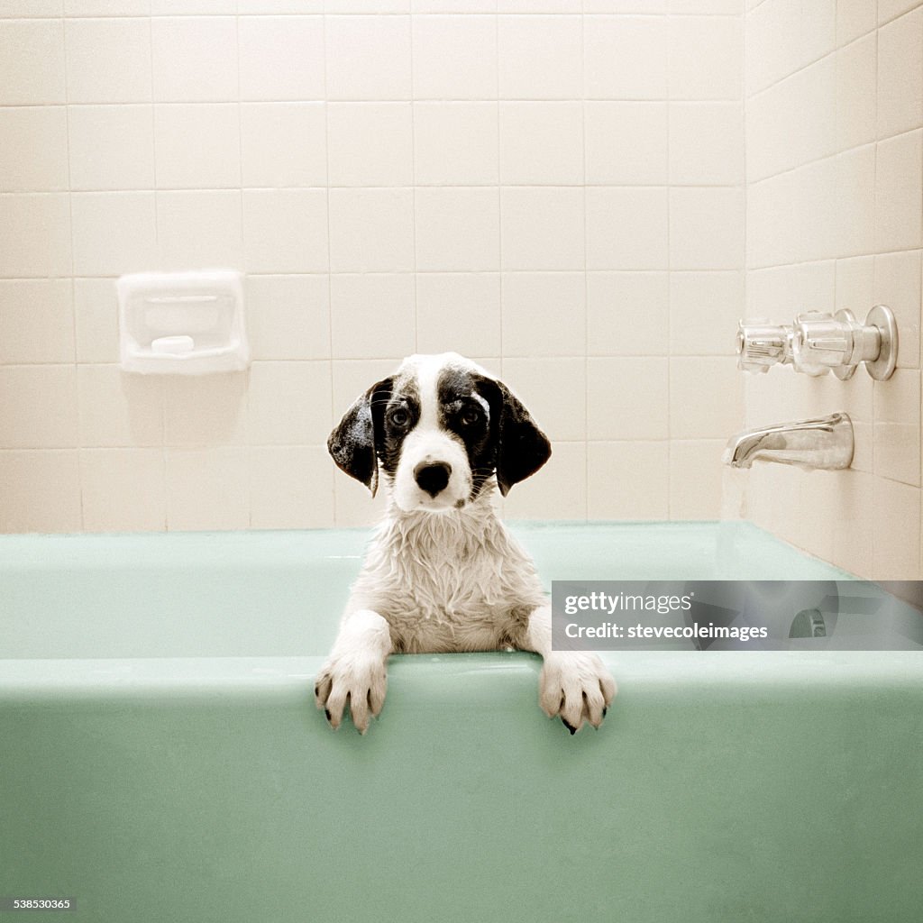 Puppy in Bathtub