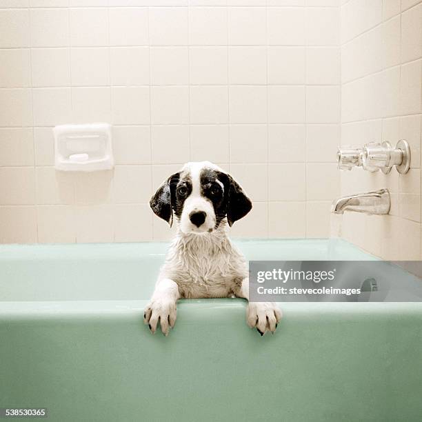 cachorrinho em banheira - banheira imagens e fotografias de stock