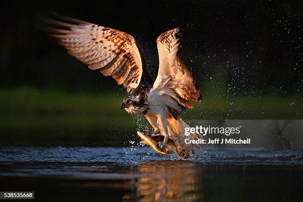 An Ospreys catches two Rainbow Trout at Rothiemurchus on June 6, 2016 in Kincraig, Scotland. Ospreys migrate each spring from Africa and nest in tall...