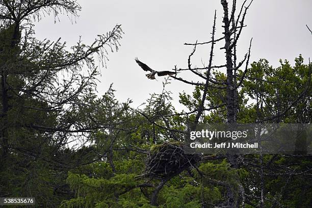 An Osprey returns to a nest at Loch Insh ON June 6, 2016 in Kincraig, Scotland. Ospreys migrate each spring from Africa and nest in tall pine trees...