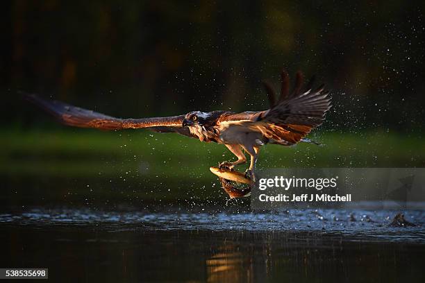 An Osprey catches two Rainbow Trout at Rothiemurchus on June 6, 2016 in Kincraig, Scotland. Ospreys migrate each spring from Africa and nest in tall...