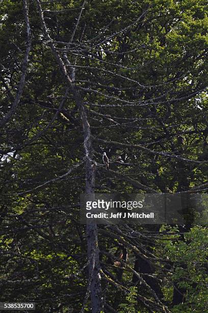 An Osprey sits in a tree near a nest area at Loch Insh ON June 6, 2016 in Kincraig, Scotland. Ospreys migrate each spring from Africa and nest in...