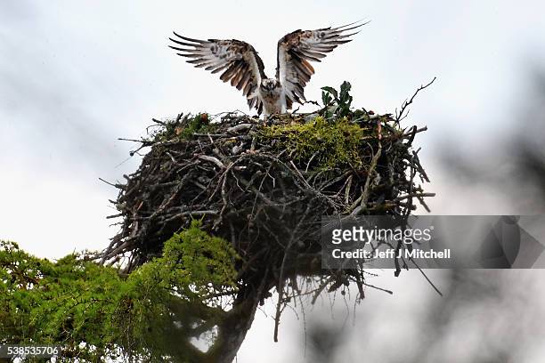 An Osprey returns to a nest at Loch Insh ON June 6, 2016 in Kincraig, Scotland. Ospreys migrate each spring from Africa and nest in tall pine trees...