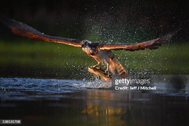 An Osprey catches two Rainbow Trout at Rothiemurchus on June 6, 2016 in Kincraig, Scotland. Ospreys migrate each spring from Africa and nest in tall...