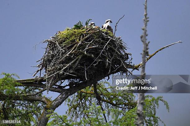 Two adult Ospreys sit in a nest at Loch Insh ON June 6, 2016 in Kincraig, Scotland. Ospreys migrate each spring from Africa and nest in tall pine...