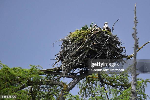 Two adult Ospreys sit in a nest at Loch Insh ON June 6, 2016 in Kincraig, Scotland. Ospreys migrate each spring from Africa and nest in tall pine...