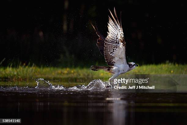 An Osprey catches a Rainbow Trout at Rothiemurchus on June 6, 2016 in Kincraig, Scotland. Ospreys migrate each spring from Africa and nest in tall...
