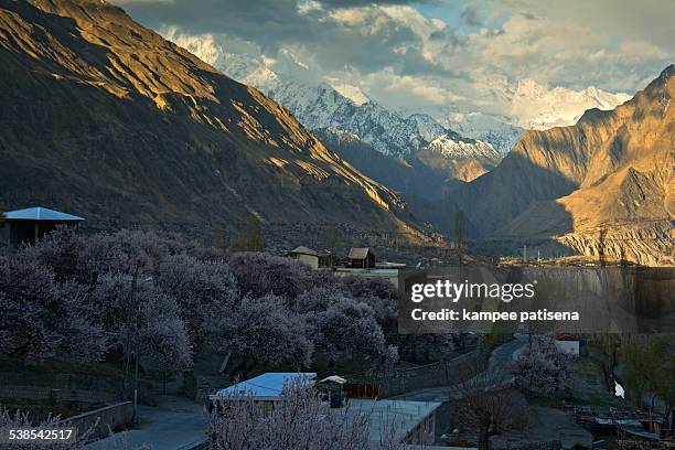 blossom in pakistan - karimabad hunza stock pictures, royalty-free photos & images