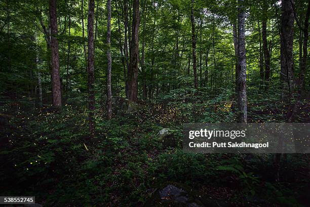 synchronous fireflies - great smoky mountains stock pictures, royalty-free photos & images