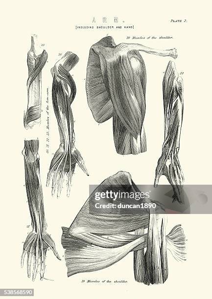 Anatoma Humana De Los Msculos Del Brazo, Foto de stock